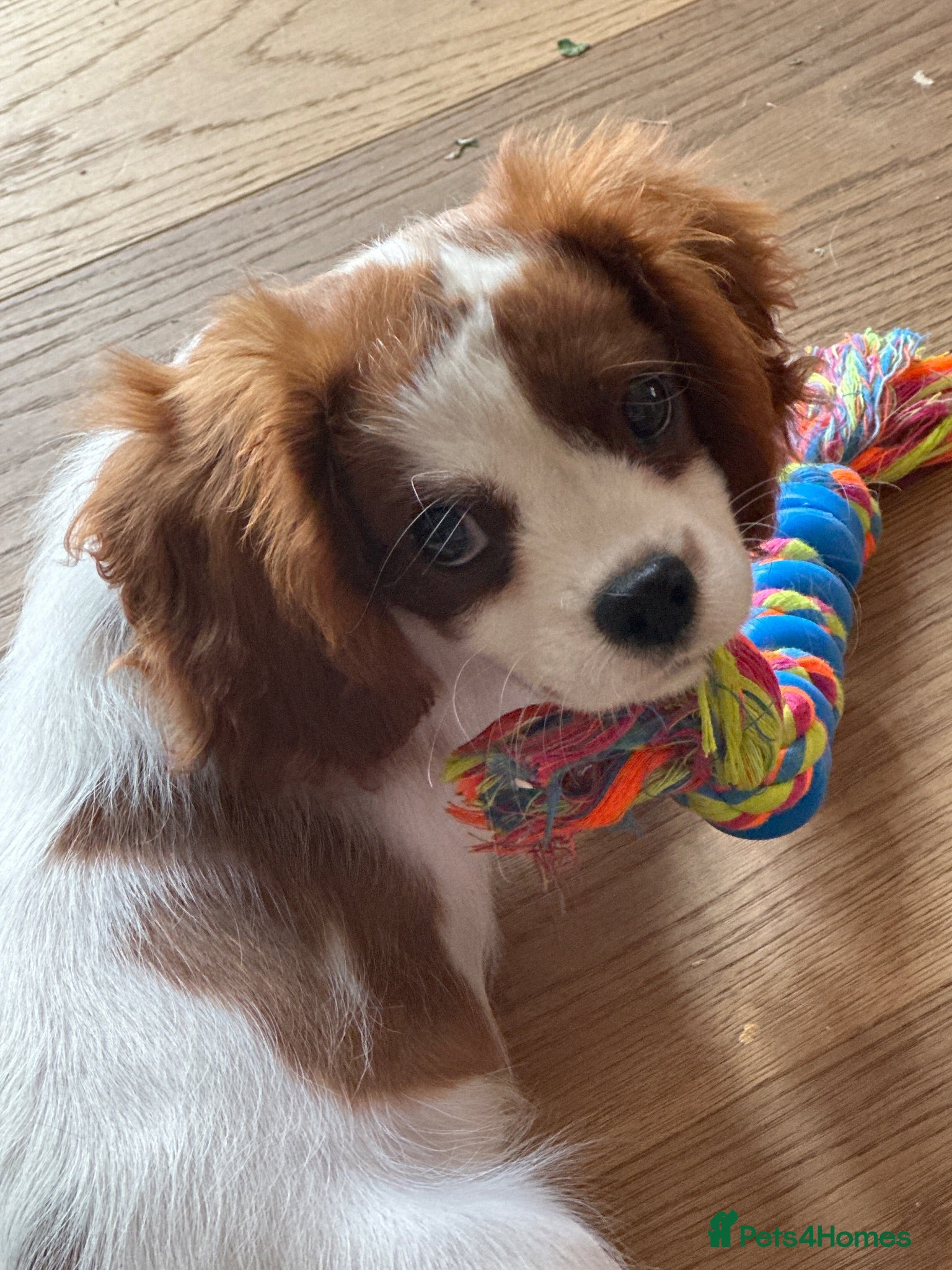 King Charles Spaniel dogs King Charles Puppy £925 - Advert 2