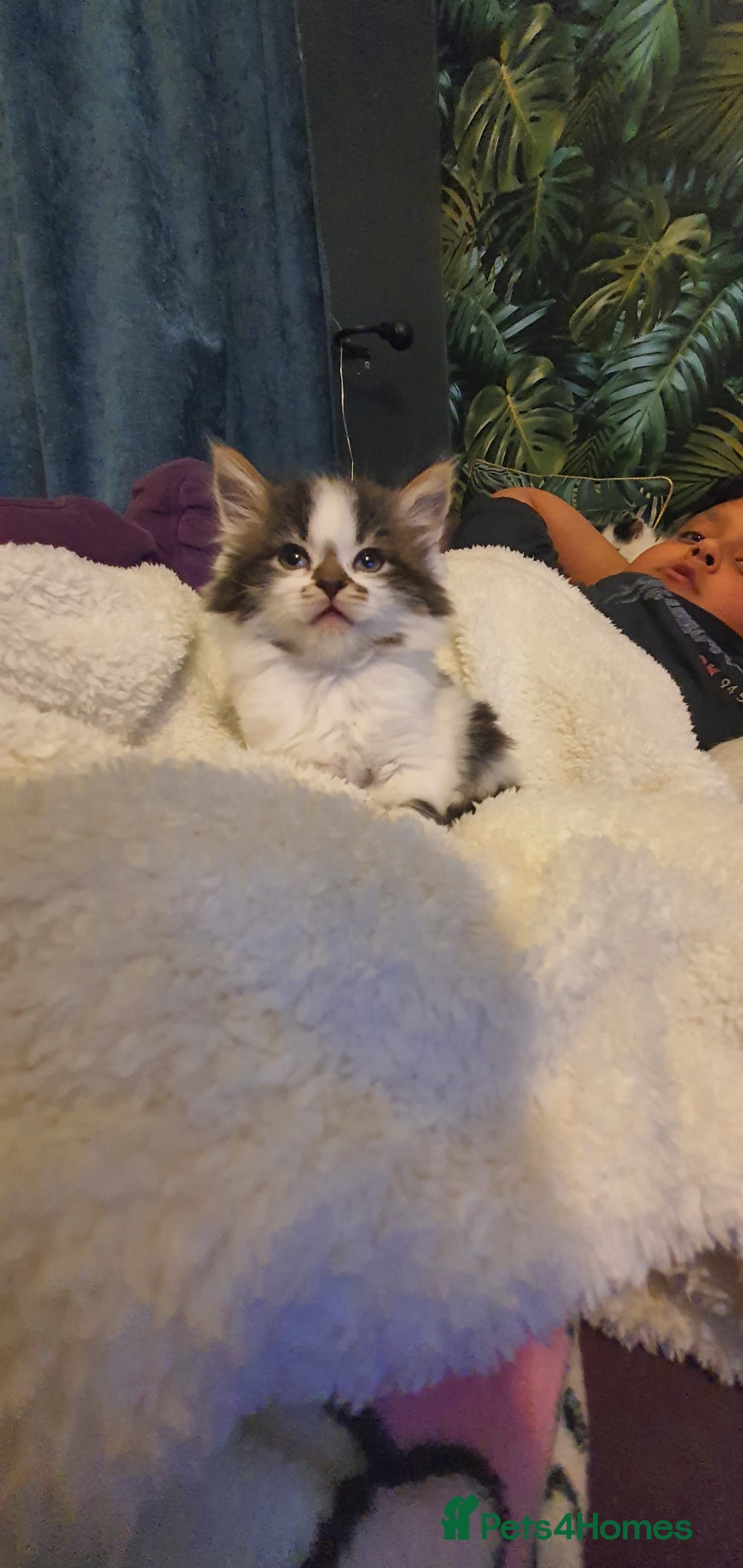 Persian cats Adorable Persian Cross Kittens - Advert 5