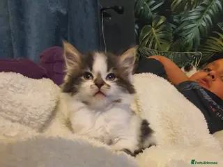 Persian cats Adorable Persian Cross Kittens - Advert 5