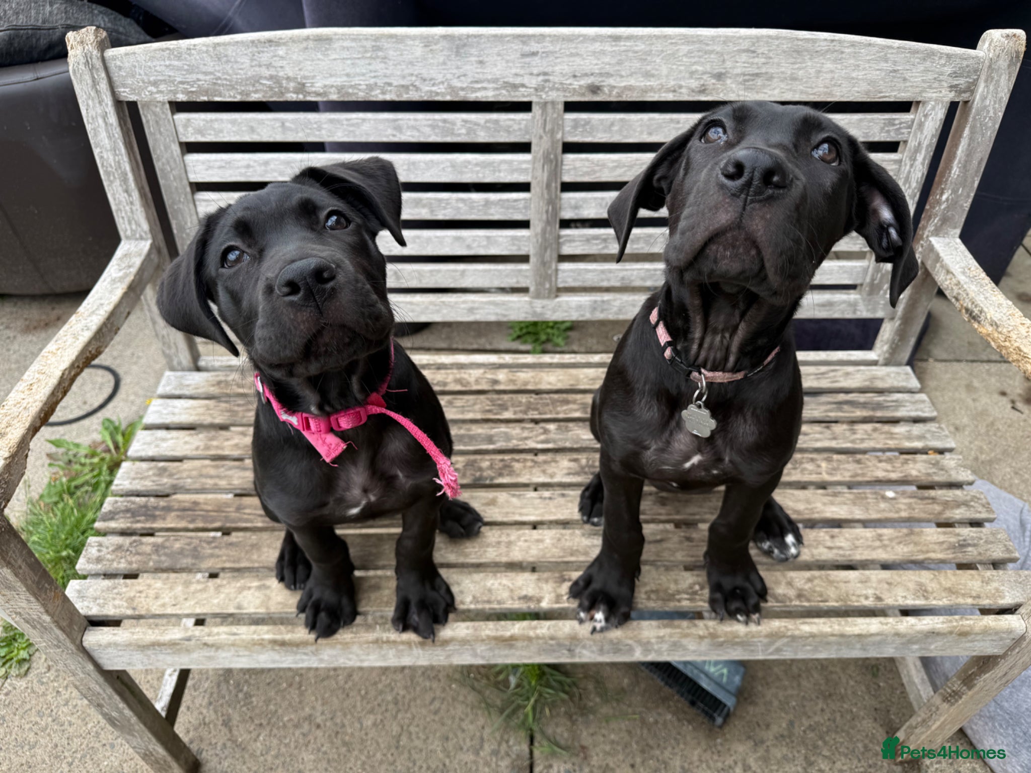 Cane Corso dogs COLLECT TDAYPure Breed CaneCorso Pups - Advert 13