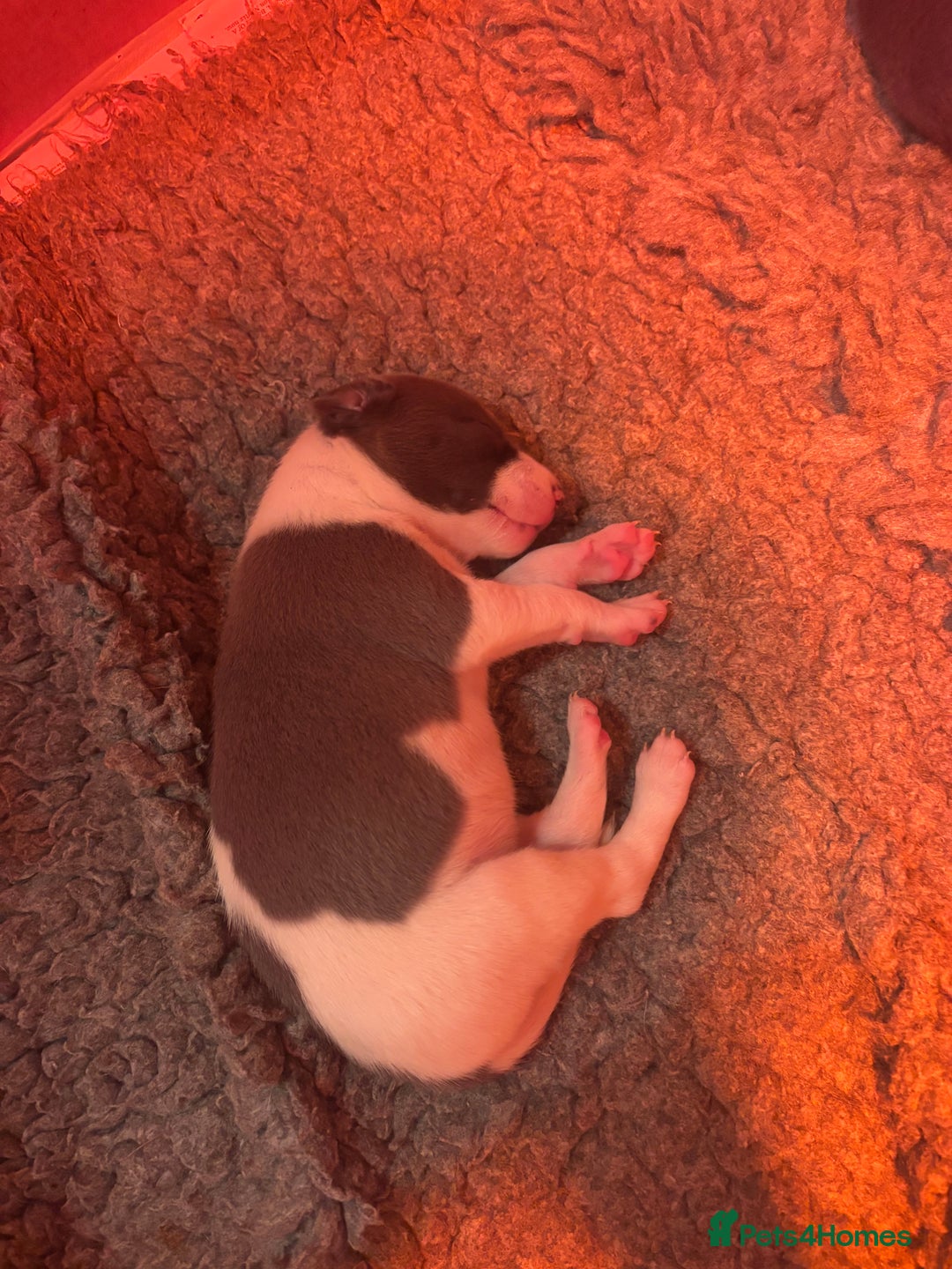 Whippet dogs for sale: Wonderful whippets  - Advert 3