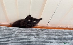 Mixed Breed cats for sale: Beautiful Fluffy Black Female Kitten  - Image 18