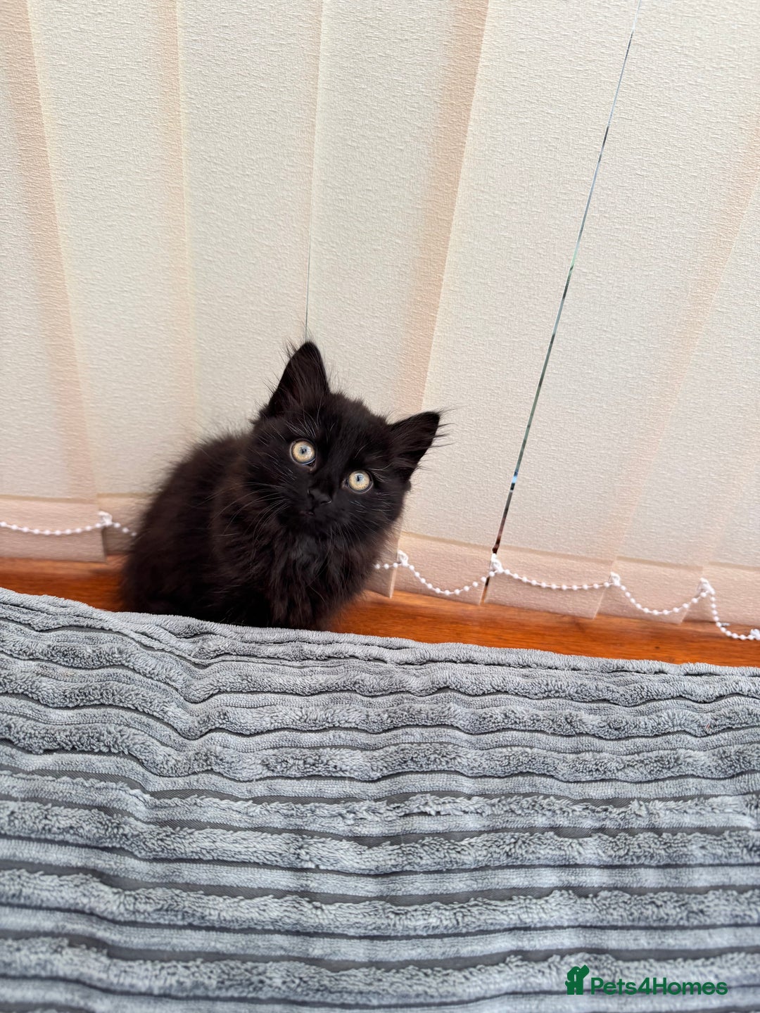 Mixed Breed cats for sale: Beautiful Fluffy Black Female Kitten  - Image 18