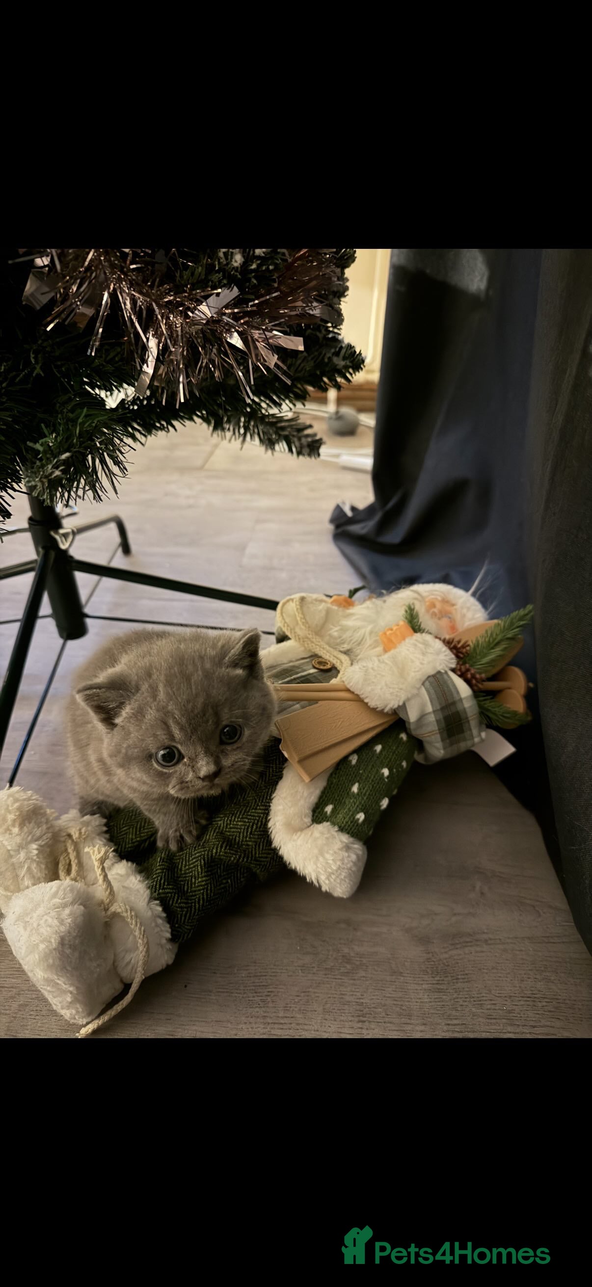 British Shorthair cats British shorthair  - Advert 1