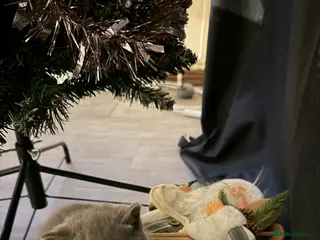 British Shorthair cats British shorthair - Advert 8