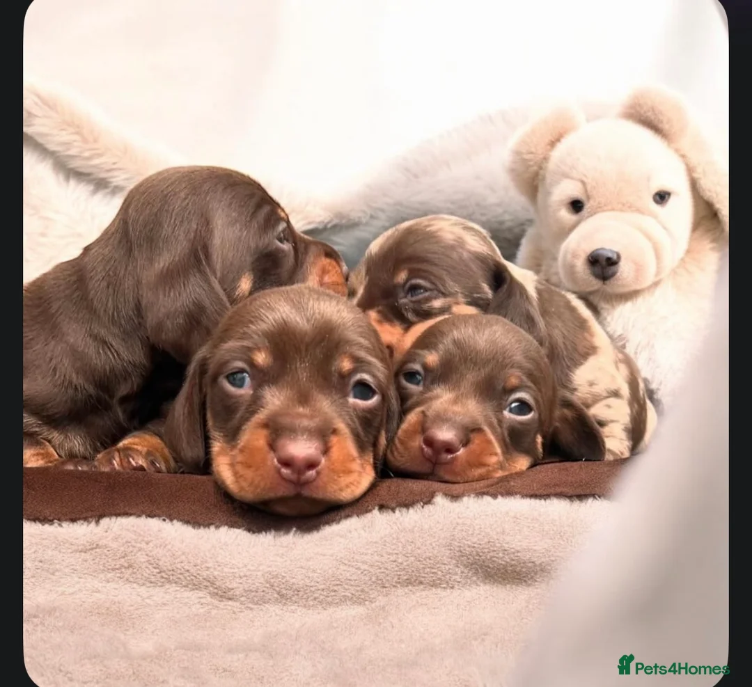 Miniature Dachshund dogs for stud: EXPERIENCED CHAMP 25 LINE MINI KC PRA CLEAR STUD in Manchester - Advert 4