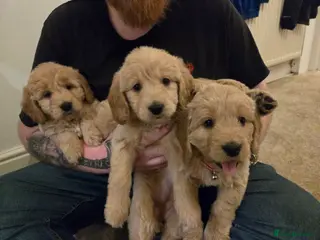 Mini Goldendoodle dogs 4 little girls remaining - Advert 13