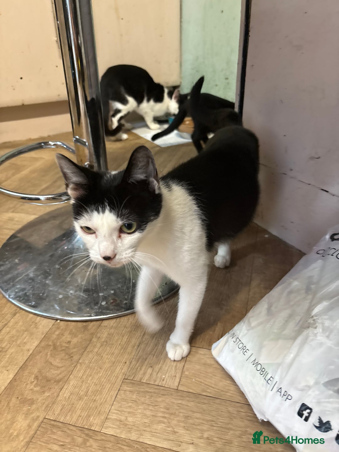 British Shorthair cats for sale: Three kittens ready 15th September  - Image 6