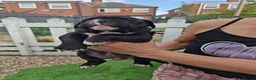 Mixed Breed dogs for sale: English bulldog x standard American bully  - Advert 12