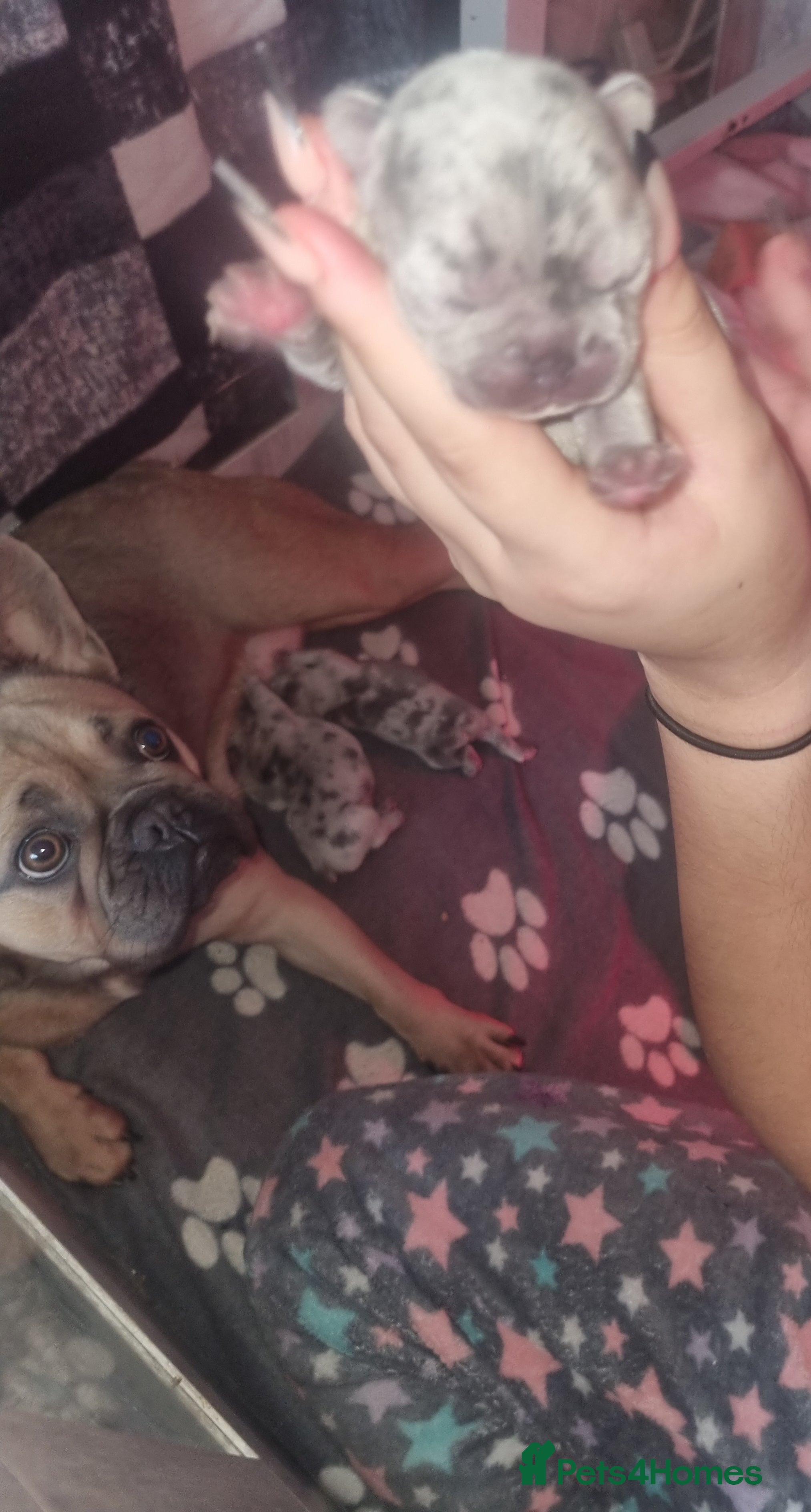 French Bulldog dogs Stunning litter of merle frenchies - Advert 9