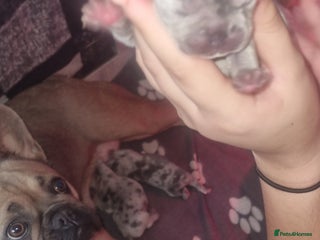 French Bulldog dogs Stunning litter of merle frenchies - Advert 5