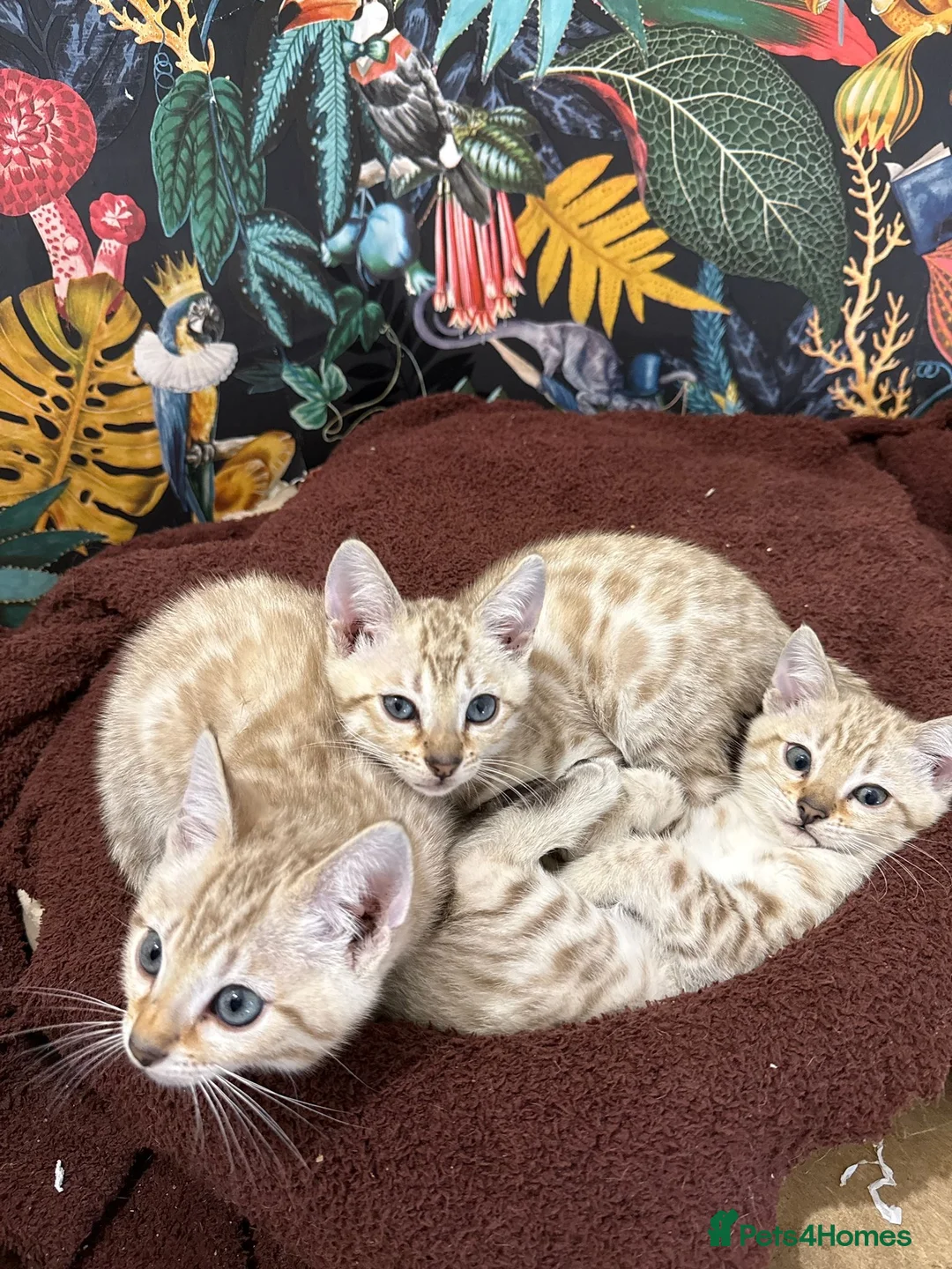 Bengal cats for sale: TICA Registered Bengals - Advert 18