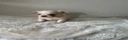 French Bulldog dogs for sale: Visual Fluffy Isabella French Bulldogs🐻 in Dronfield - Advert 12