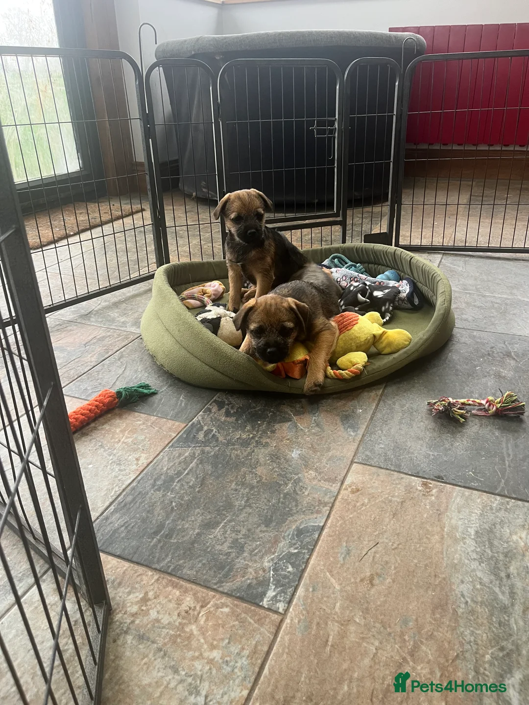 Border Terrier dogs for sale: Beautiful Border Terrier puppies  - Advert 1