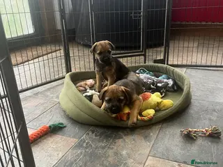 Border Terrier dogs Beautiful Border Terrier puppies - Advert 7