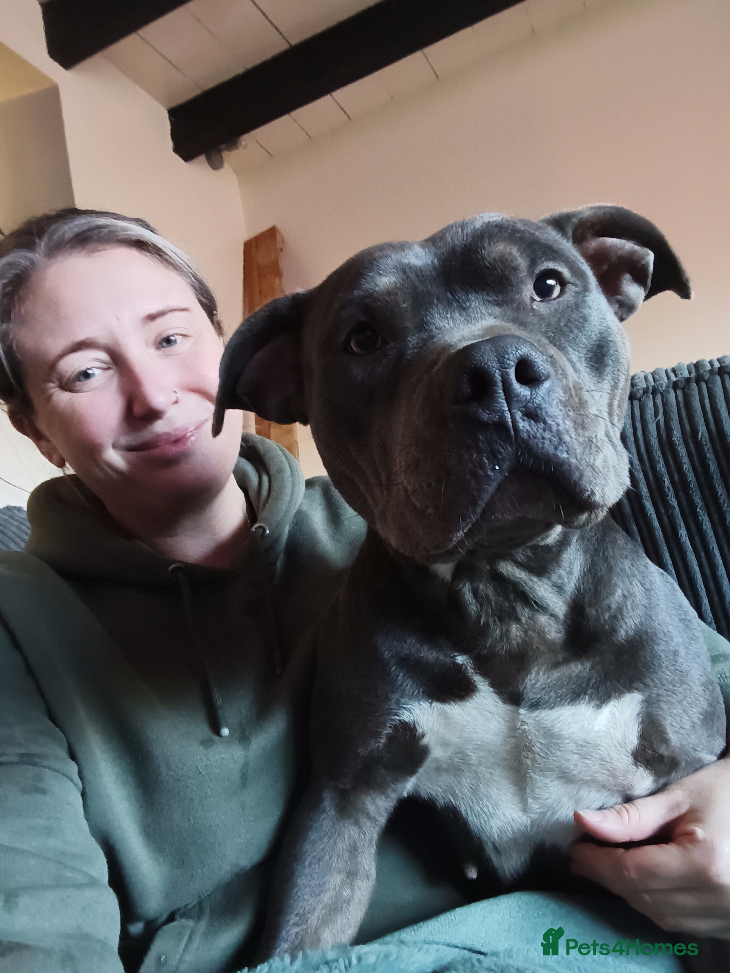 American Bully dogs Beautiful 1 year old standard American bully Narla - Advert 2