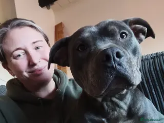 American Bully dogs Beautiful 1 year old standard American bully Narla - Advert 2