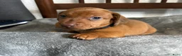 Dachshund dogs for sale: CHAMPION LINES - STANDARD KC SMOOTH DACHSHUNDS  - Advert 15