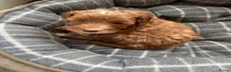 Cockapoo dogs for sale: Healthy Cockapoo puppies available for sale  in Bromley - Advert 2