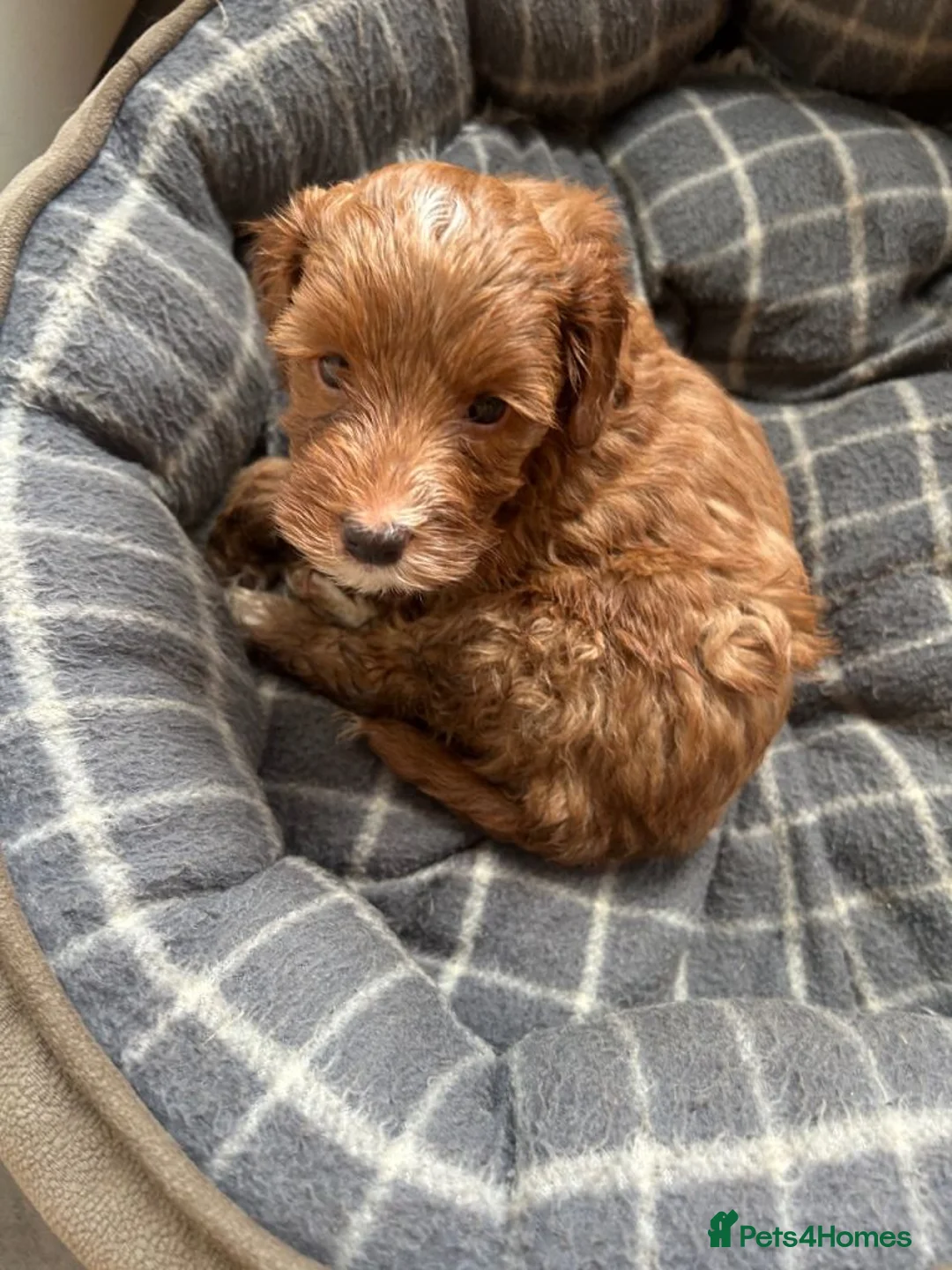Cockapoo dogs for sale: Healthy Cockapoo puppies available for sale  in Bromley - Advert 2