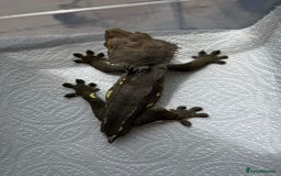 Leopard Gecko reptiles for sale: Crested Gecko + Full Setup - Image 2