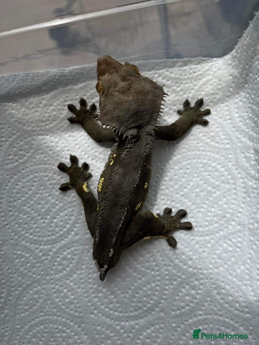 Leopard Gecko reptiles for sale: Crested Gecko + Full Setup - Image 2