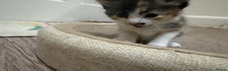 Mixed Breed cats for sale: 3 adorable kittens looking for a home - Advert 5