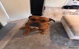 American Bully dogs for sale: Brutus  - Image 3