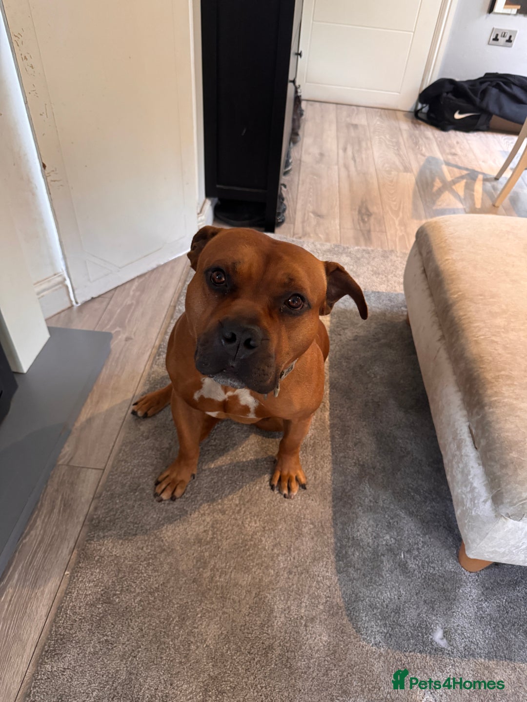 American Bully dogs for sale: Brutus  - Image 3