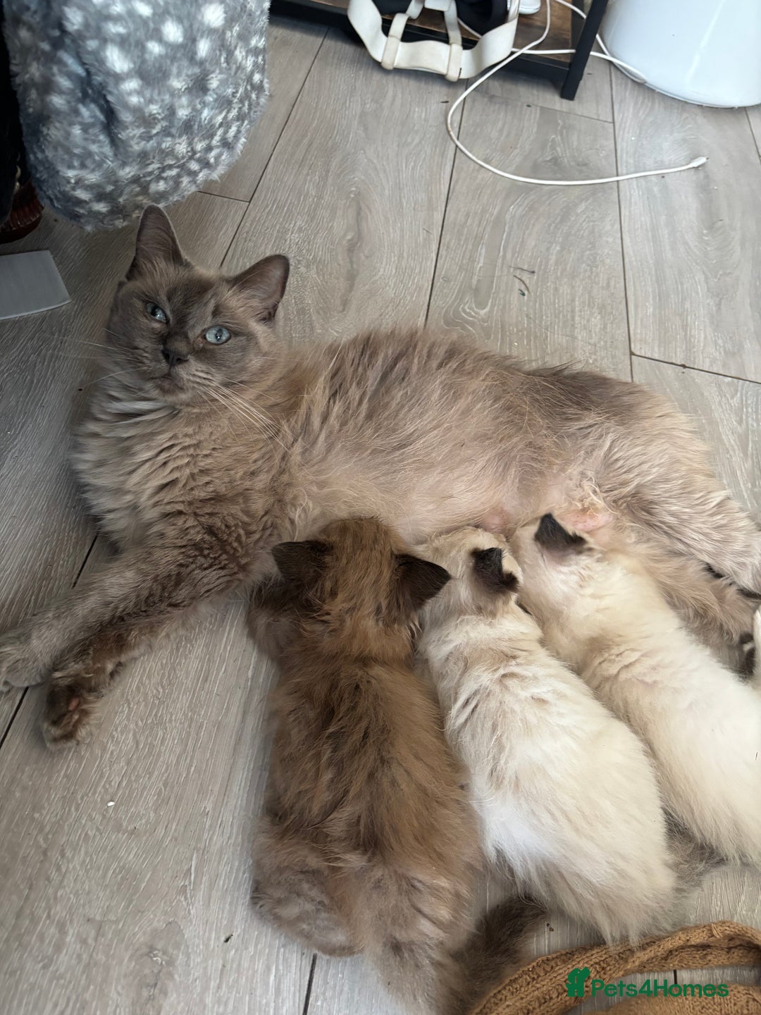 Ragdoll cats for sale: Mink Ragdoll kittens  - Image 14