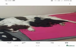 Cocker Spaniel dogs for sale: Beautiful Cocker Spaniel Puppies - Image 6