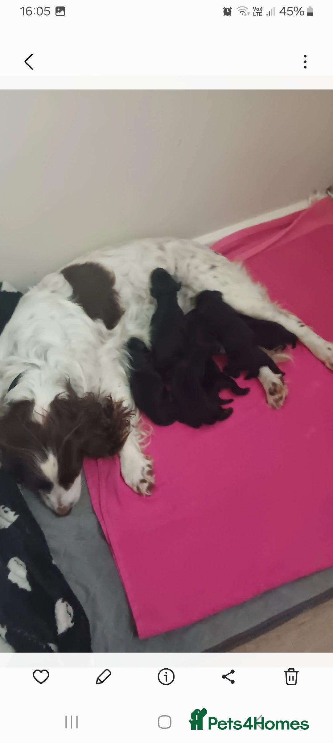 Cocker Spaniel dogs for sale: Beautiful Cocker Spaniel Puppies - Image 6