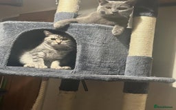 British Shorthair cats for sale: 1 male 1 female British shorthair kitten for sale  - Image 2