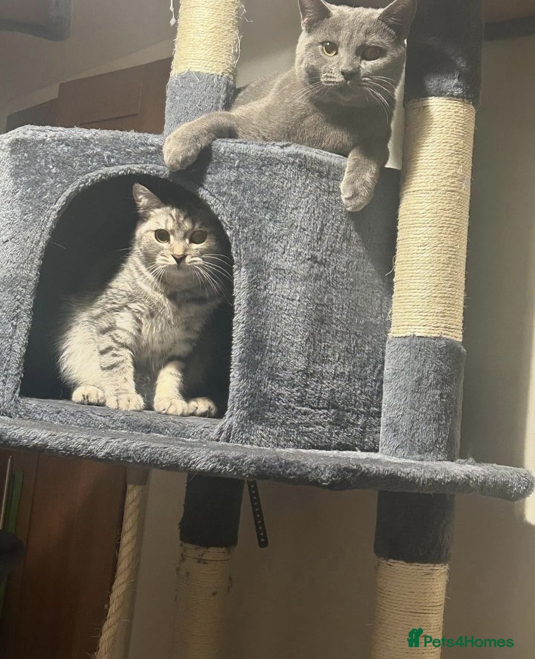 British Shorthair cats for sale: 1 male 1 female British shorthair kitten for sale  - Image 2
