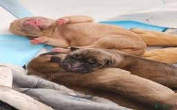 Shar Pei dogs for sale: Shar Pei puppies  - Image 6