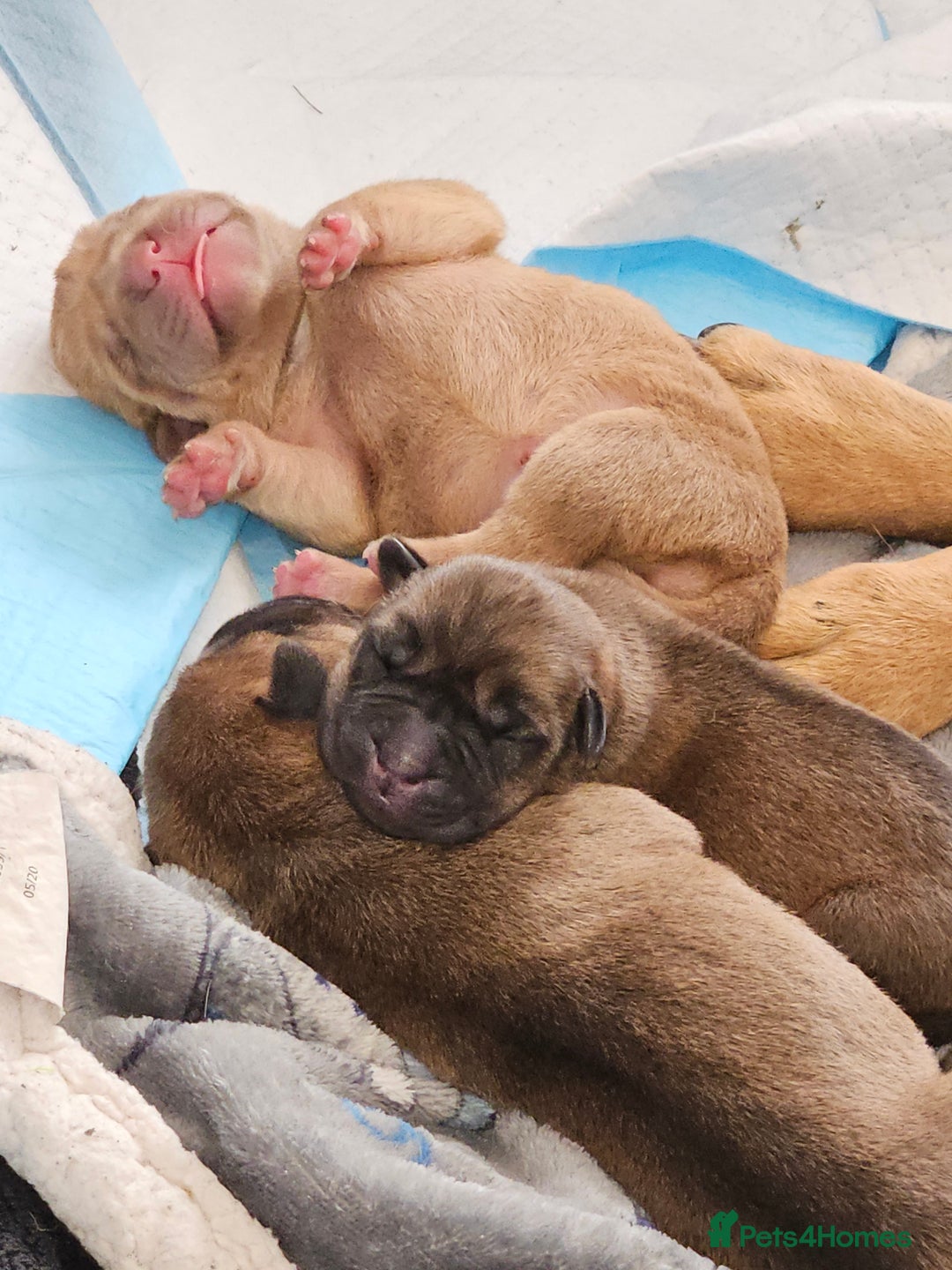 Shar Pei dogs for sale: Shar Pei puppies  - Image 6
