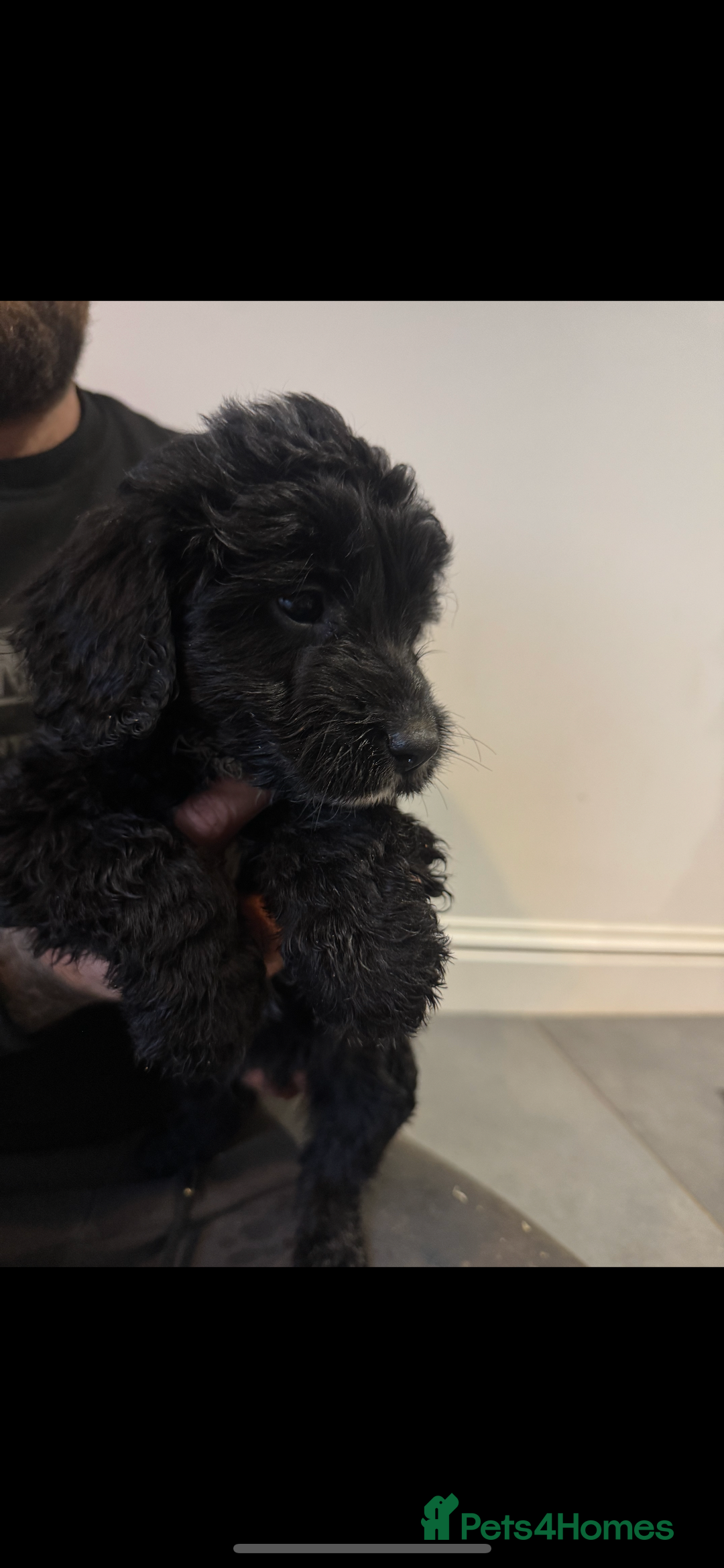 Cockapoo dogs for sale: F1 cockapoos  - Advert 17