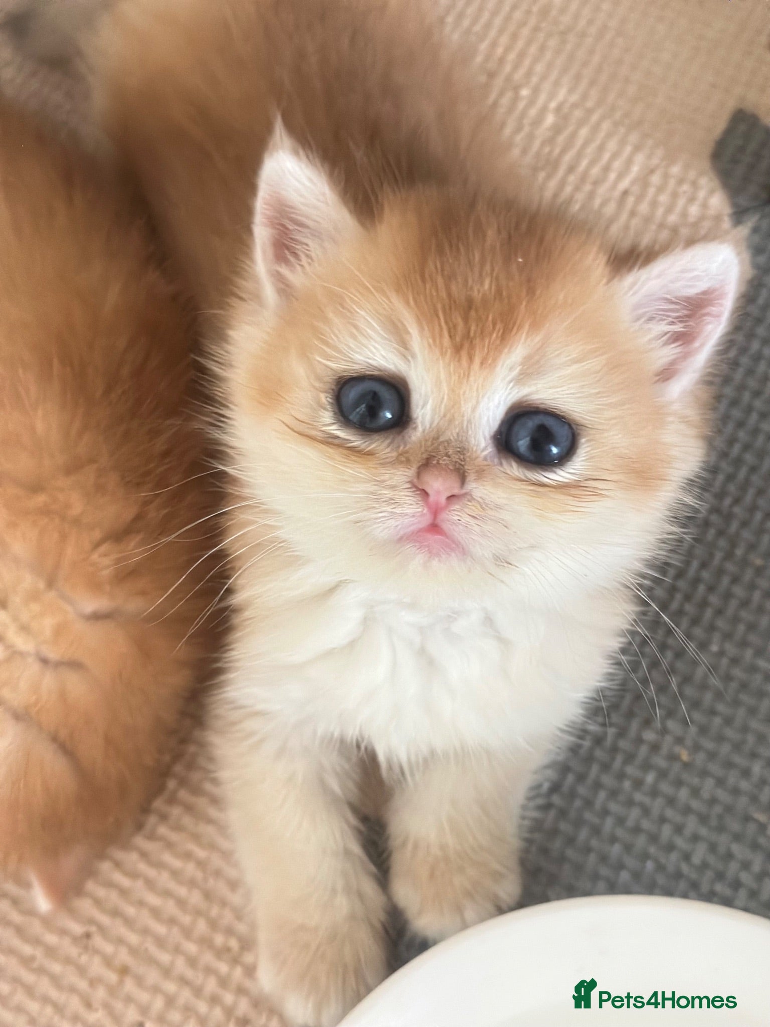 British Shorthair cats Gorgeous GCCF registered British shorthair Gold. - Advert 1