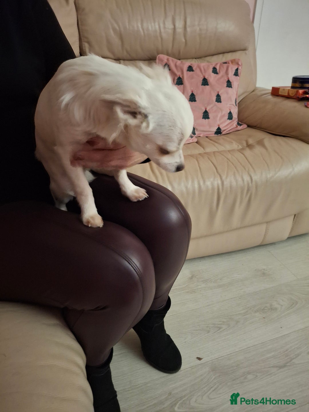 Chihuahua dogs for sale: White long furred male chihuahua - Advert 8