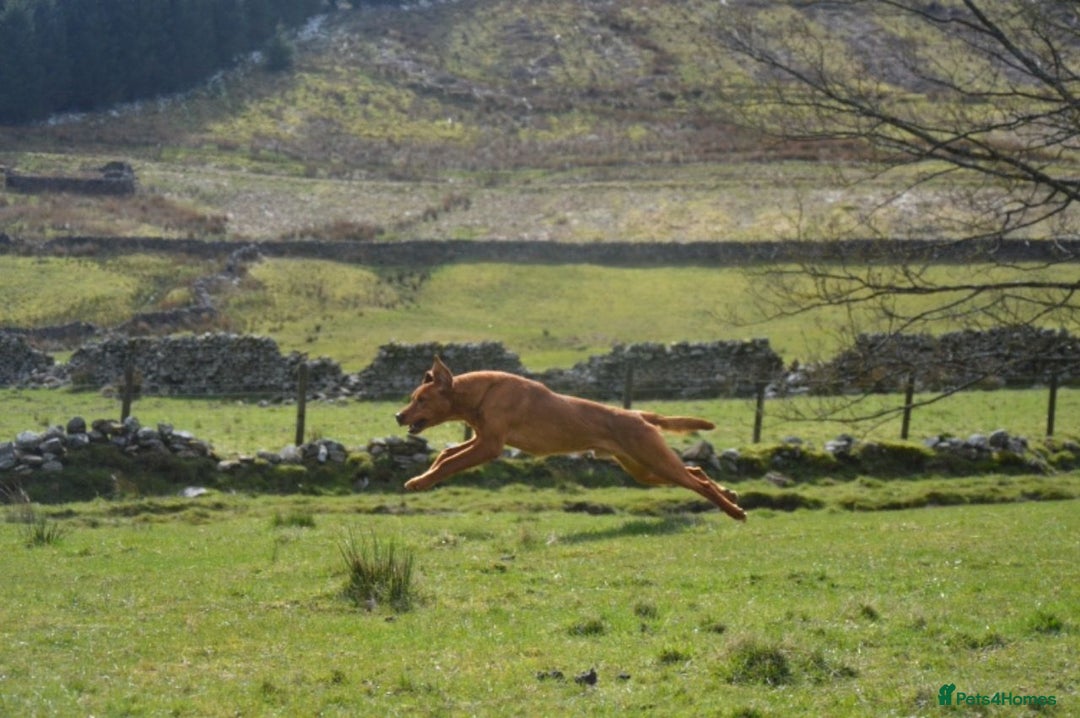 Labrador Retriever dogs for stud: KC REG FULLY HEALTH TESTED WORKING DARK RED STUD in Hawes - Image 7