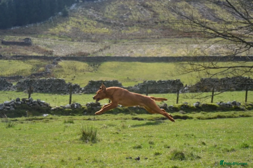 Labrador Retriever dogs for stud: KC REG FULLY HEALTH TESTED WORKING DARK RED STUD in Hawes - Advert 7
