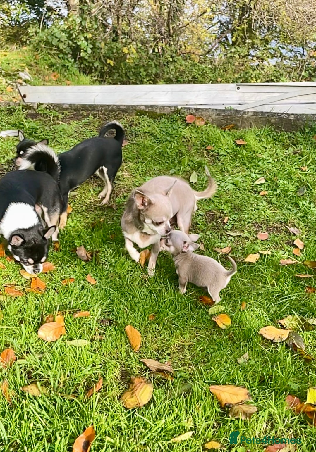 Chihuahua dogs for sale: Stunning KC Chihuahua puppies 🇬🇧 bloodlines - Image 20