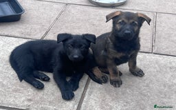 German Shepherd dogs for sale: gorgeous kc reg working blood line German Shepard  - Image 27