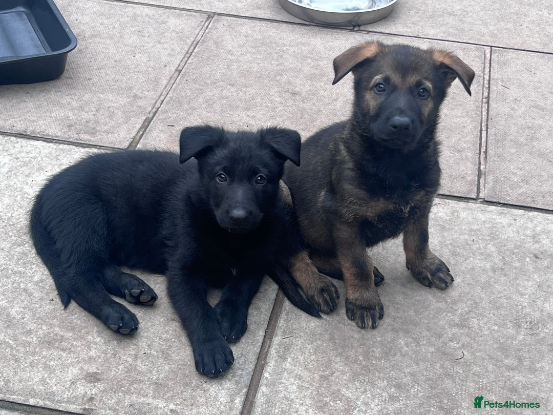 German Shepherd dogs for sale: gorgeous kc reg working blood line German Shepard  - Image 27