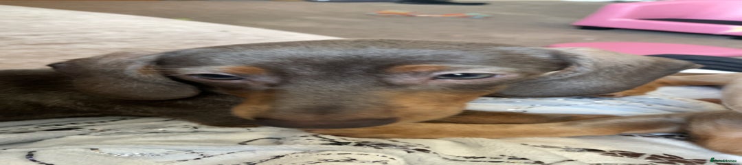 Miniature Dachshund Puppy 1