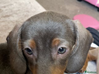 Miniature Dachshund dogs Female full breed Miniature dachshund - Advert 1