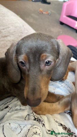 Miniature Dachshund dogs Female full breed Miniature dachshund - Advert 14