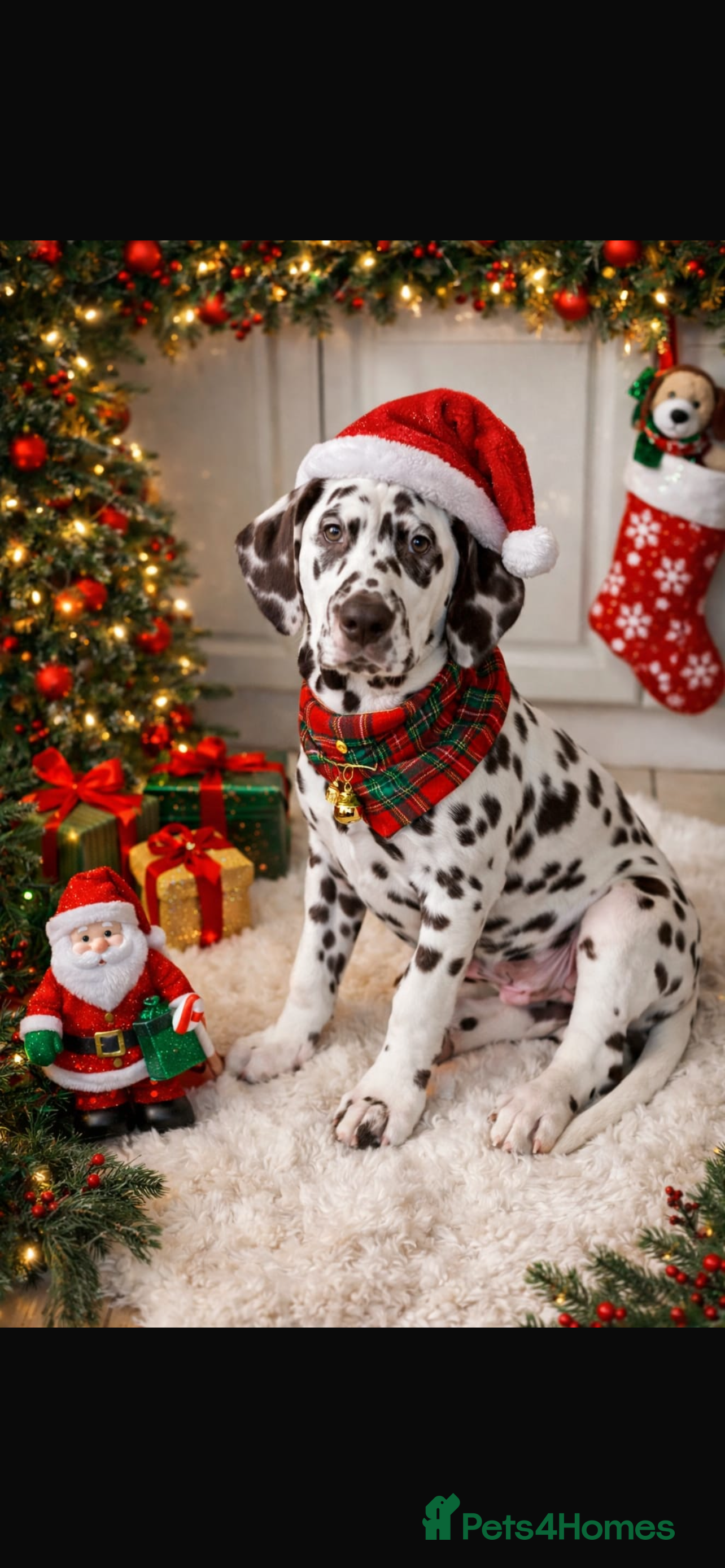 Dalmatian dogs This is an all liver litter of Dalmatian puppies - Advert 3