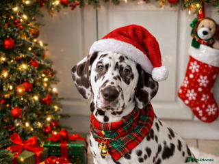 Dalmatian dogs This is an all liver litter of Dalmatian puppies - Advert 3