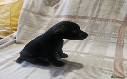 Mixed Breed dogs for sale: Patterdale/ fell terriers/ lakeland  - Image 7